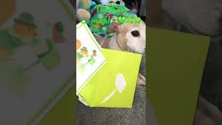 Thanks So Much For My St. Patricks Day Card. Subscriber Mail