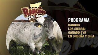 598. Gyrolando: ordeña | Rancho Los Sierra | Ozuluama, Veracruz