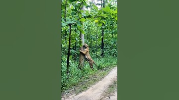 Dangerous Wild Predators 🐅🦁#shorts #wildlife