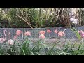 Singapore Zoo Flamingos Bird