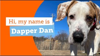 Meet Dapper Dan, he is the man! by ASPCA 443 views 4 months ago 50 seconds