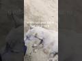 एक वफादार जानवर से मुलाकात#wiral #dogshorts