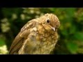 Juvenile Robin Red Breast Bird