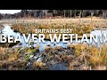 Exploring Scotland&#39;s Best Beaver Habitat