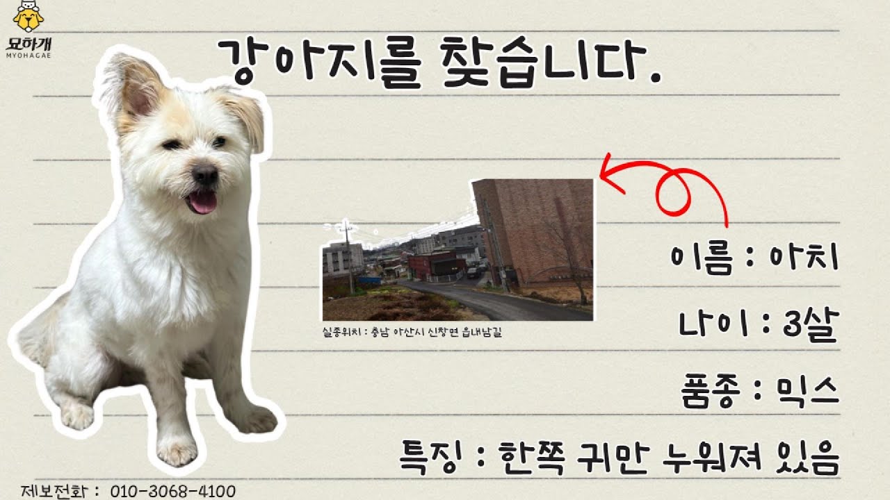 [실종동물찾기]믹스견 아치를 찾습니다. (충남 아산시 실종동물 방송)