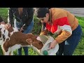 🐄 Un día de Campo con Las Jefas y invitamos a El Felino del Despecho @LasJefasDelDespecho