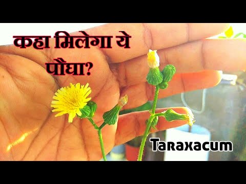 वीडियो: सिंहपर्णी किस पौधे से संबंधित है?