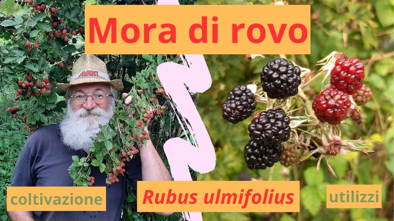 mora di rovo