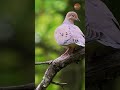 Nature’s gentle soul: The beauty of a mourning dove
