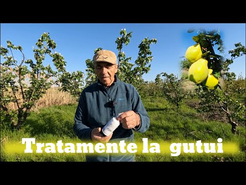 Video: Tăierea gutuiului înflorit - Cum să tăiați un copac înflorit de gutui