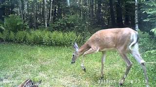 Mamma deer with baby by Peter Hurley 84 views 10 years ago 21 seconds