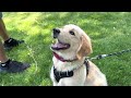 Franklin the Dog Making New Home and New Friends at WPI