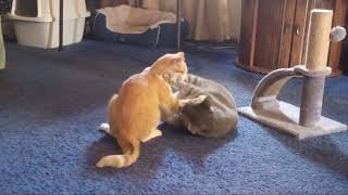 Cats Wrestling: Peaches vs Frisky - 5