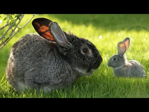Rabbits | Animals for Kids  | ZooTube