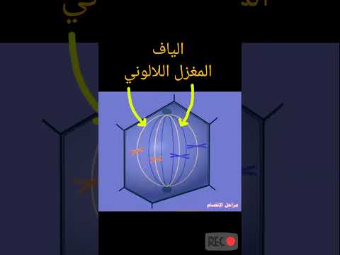 مراحل الانقسام الخيطي المتساوي لخلية نباتية