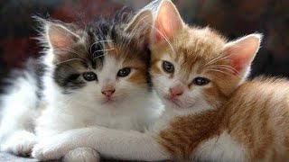 cute baby kittens❤️