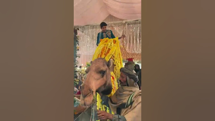 Dulha is on camel 😛 #shorts #yutubeshorts