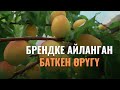 Брендке айланган Баткен өрүгү