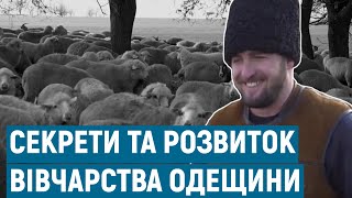 Секрети та розвиток вівчарства в селі Василівка | Голос болгар