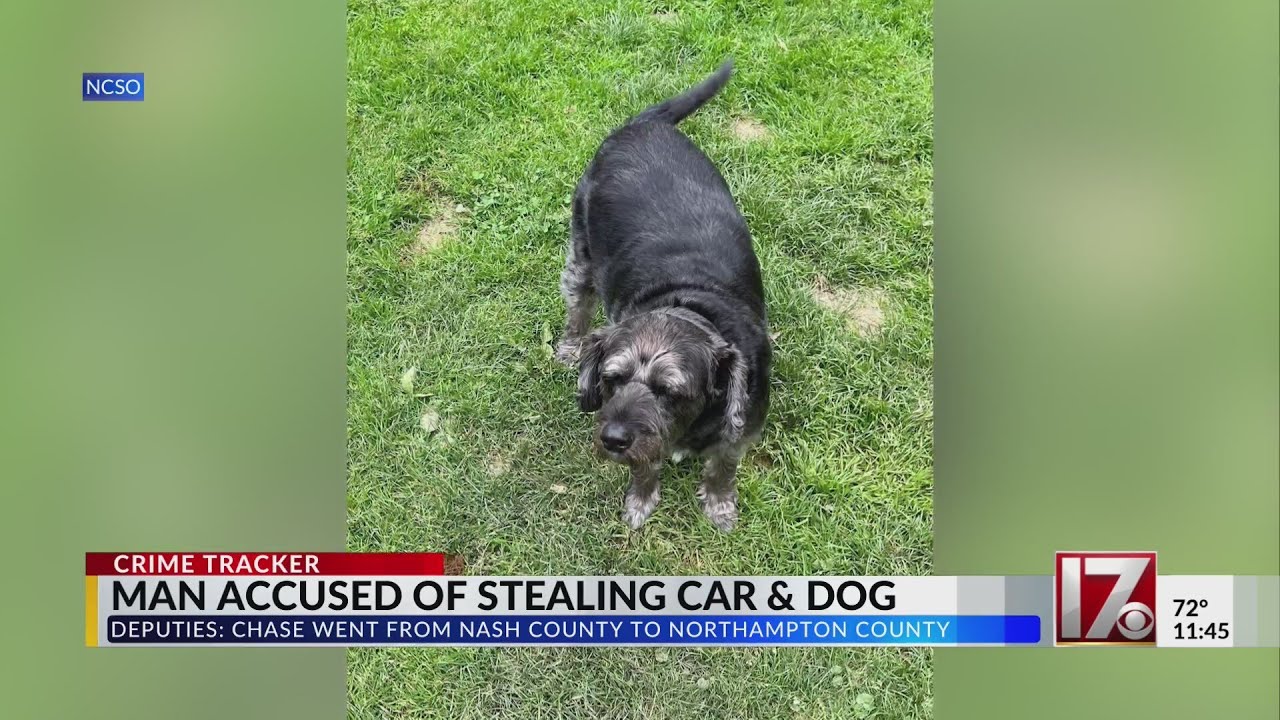 Dog stolen with car missing in NC after 120 mph chase, officials say ...