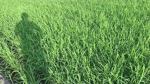 Có ae nào cắt lá lúa vậy không ?