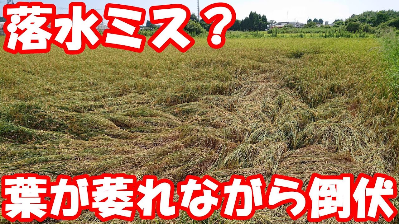 落水タイミングのミス？稲が不思議な状態で倒伏。病気？