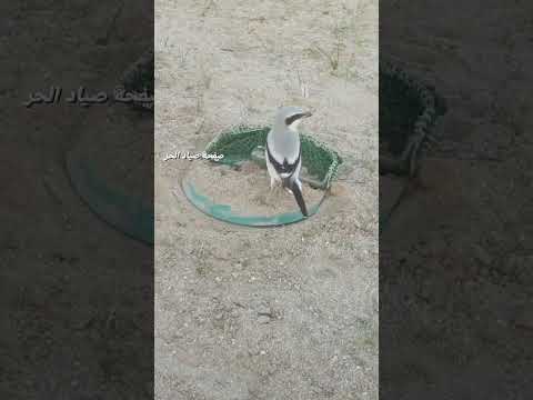 مصيدة طيور بل فخ