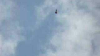 Mr Charlie  Vola Colomba