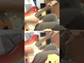 THE FEARLESS FLYERS 「Introducing the Fearless Flyers」痺れるイントロ #shorts #corywong #guitar