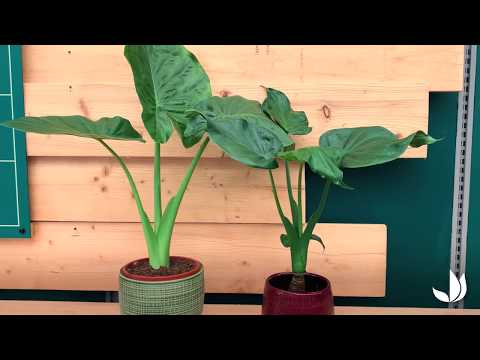 Vidéo: Oreille d'éléphant d'intérieur - Entretien des plantes d'intérieur de Colocasia