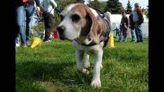 6. Beagle Treff in Schermbeck  Sept- 2011 in HD