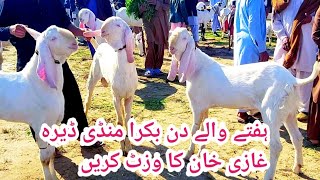 Saturday Bakra Mandi Dera Ghazi Khan New Information By Shahzaib Goat Farm|Goat Farming in Pakistan