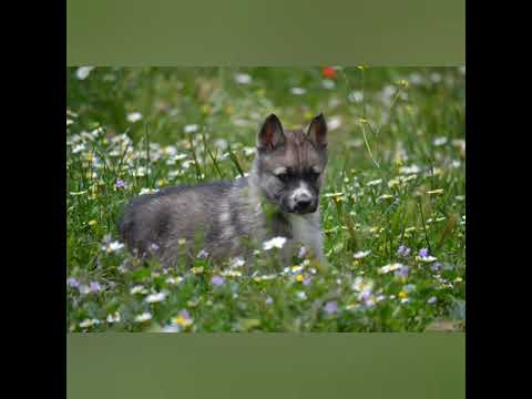 Vídeo: Camping Con Loki El Perro Lobo - Matador Network