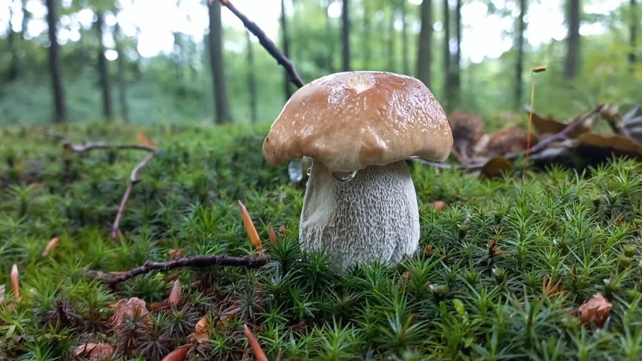 Grzyby pojawiały się wszędzie . W końcu nazbierałem całkiem sporo . Rewelacja !