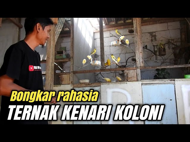 Tips JITU Cara Ternak KENARI Sistem KOLONI Hasilnya bisa 2x lipat‼️ class=