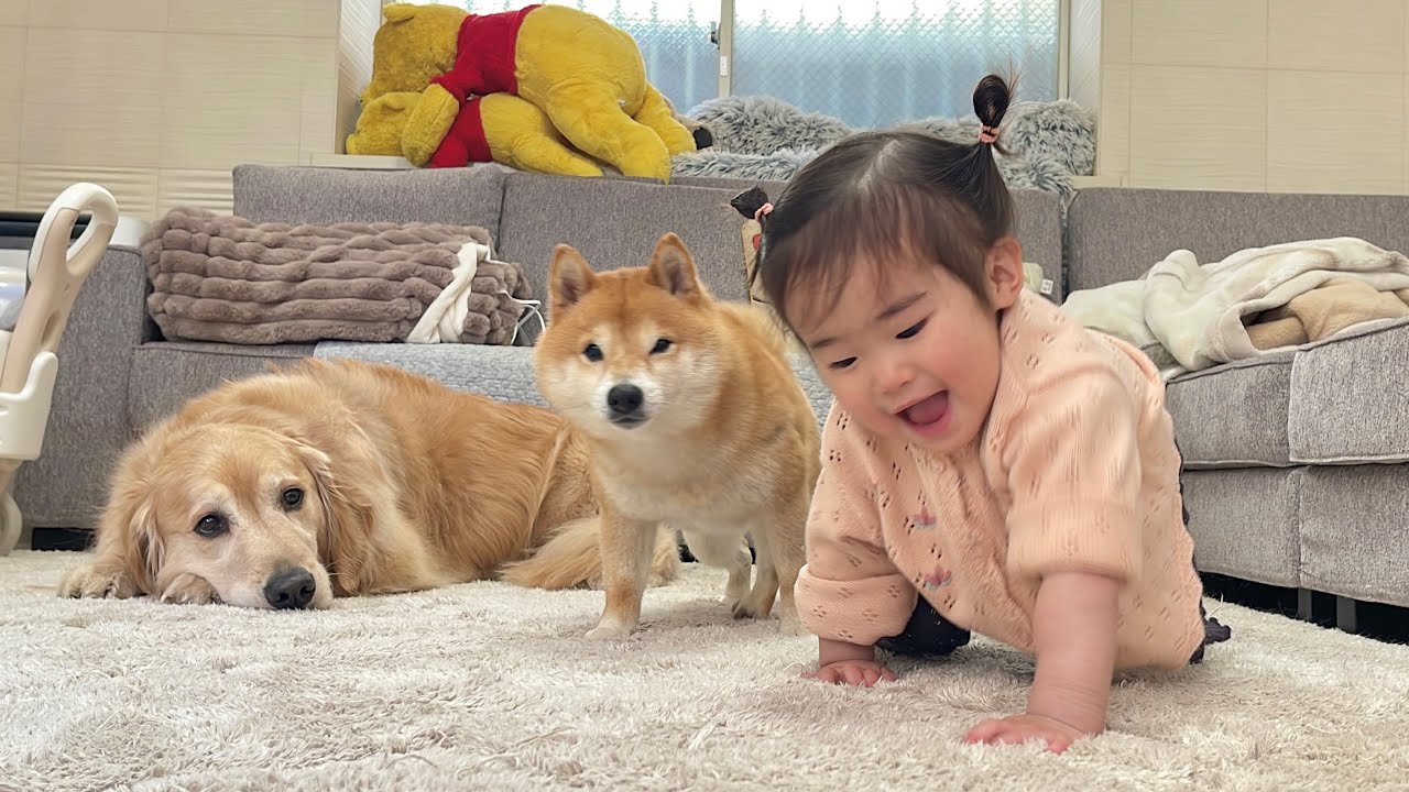 ハイハイにハマった1歳児とハイハイのプロの豆柴を競わせたら面白すぎました...