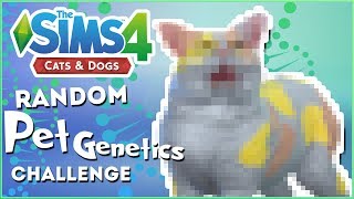 Seeing PolkaDotted Kittens?!  Random Pet Genetics Challenge!!  Experiment #12