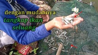 cara tangkap ikan seluang paling mudah