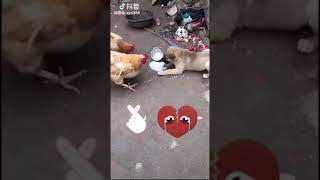Chicken VS Dog Fight   Funny Dog Fight Compilation