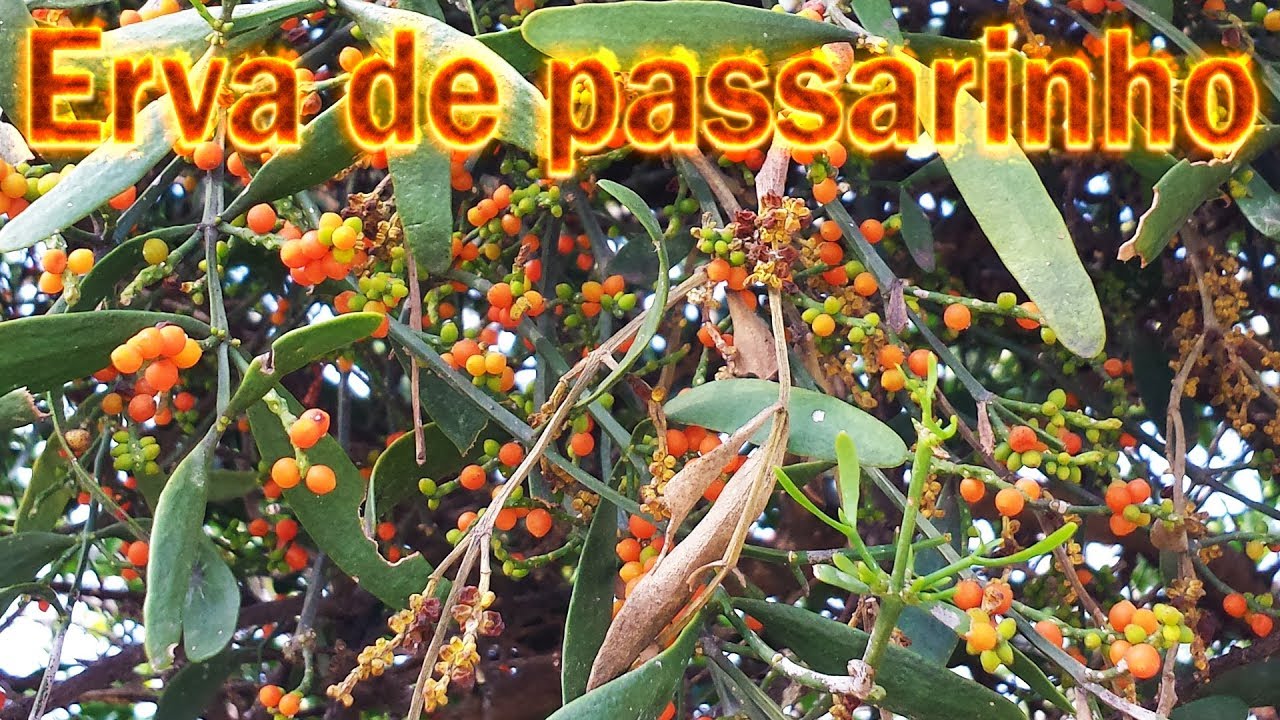 Erva de passarinho um atrativo para espécies de pássaros diferenciadas !!!!!! YouTube Erva de passarinho um atrativo para espécies de pássaros diferenciadas !!!!!! YouTube