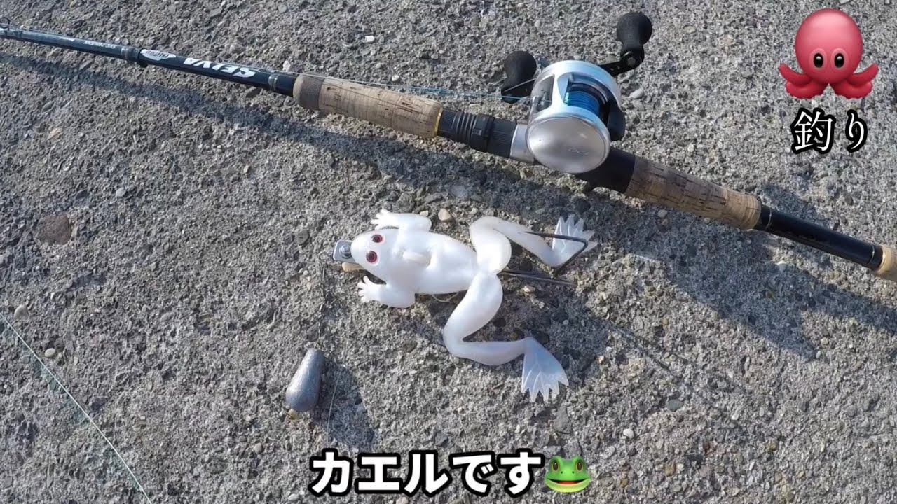 カエルでタコ狙ってみたら…【🐙水中映像】