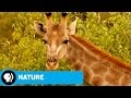 Giraffe Conservation and Behavior