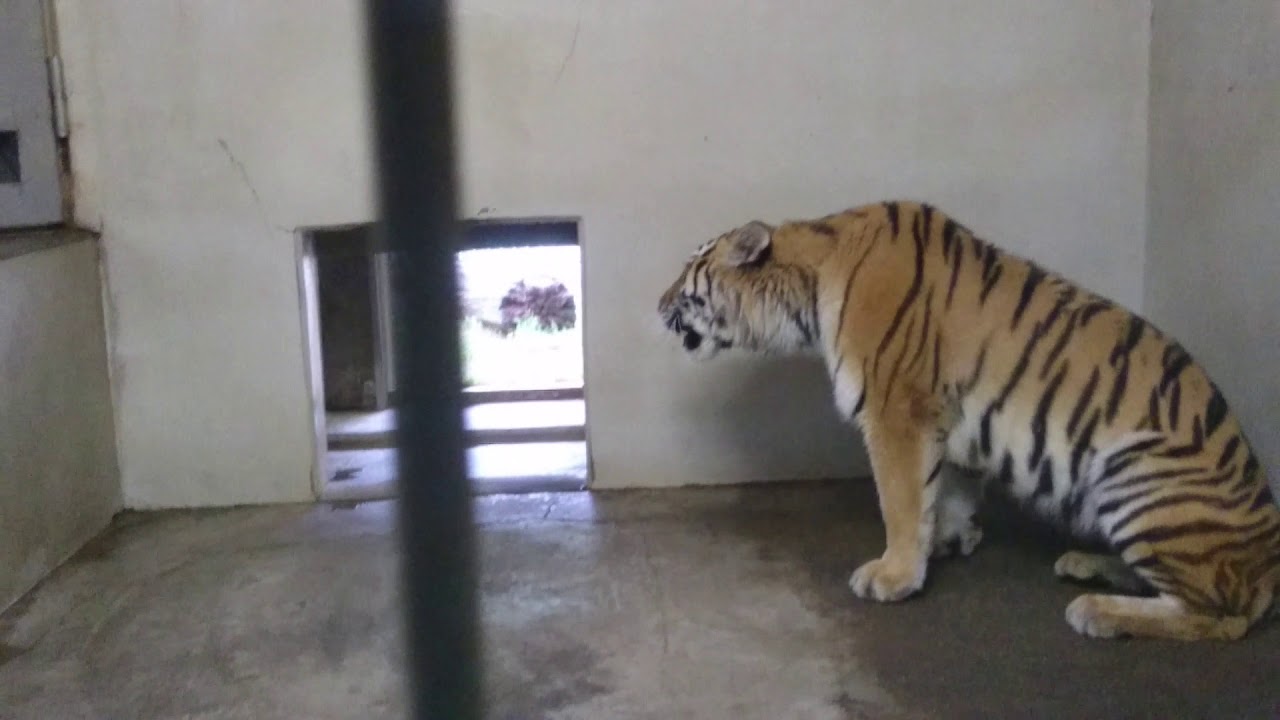 2019.8.10 1624 釧路市動物園 夜の動物園まつり3日目 アムールトラ 🐯ナージャ お外に出ないの？ YouTube