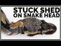 How to Get Stuck Shed off Snake's Head