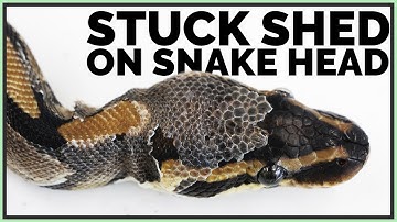 How to Get Stuck Shed off Snake