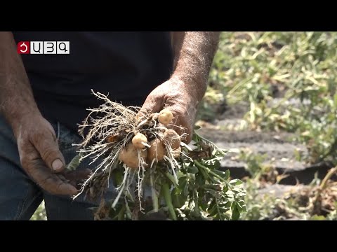 Video: Ոռոգման գուլպաներ `ընտրության նրբություններ