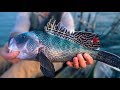 EPIC FISHING DAY - Nonstop Inshore Action | Field Trips Rhode Island | Field Trips with Robert Field