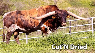Cut'N Dried - Texas Longhorn Herd Sire by dickinsoncattle 35,504 views 3 years ago 6 minutes, 44 seconds