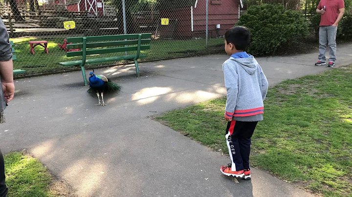 Peacock opening feathers - captured every moment of it - DayDayNews