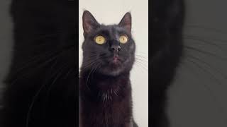 🐱Cat story 🐾Что произошло во время прогулки с котом #blackcatmajk #cats